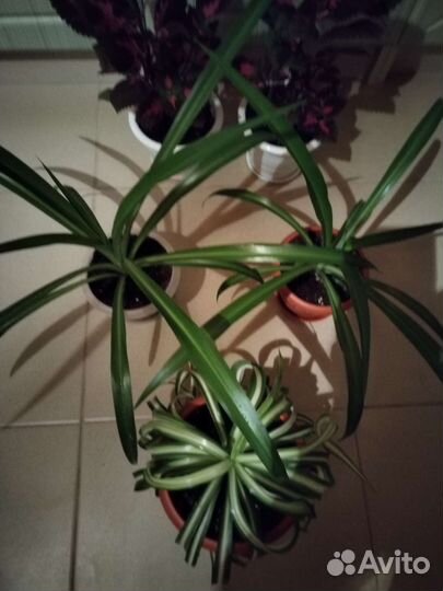 Хлорофитум и другие цветы продаю или обмен