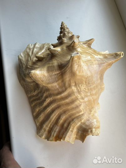 Ракушка морская большая