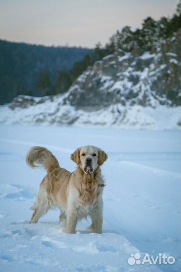 Вязка собак