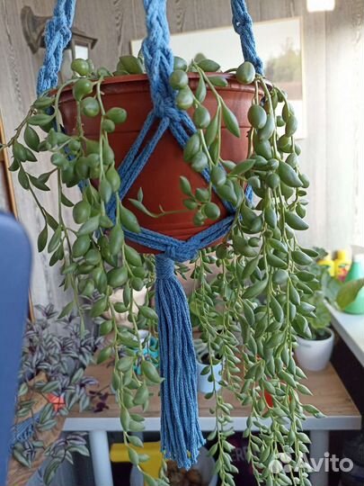 Камнеломка комнатная и крестовник геррейна