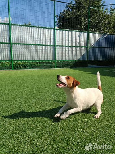 Вязка джек Рассел терьер