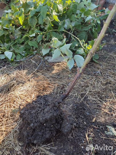 Корень малины