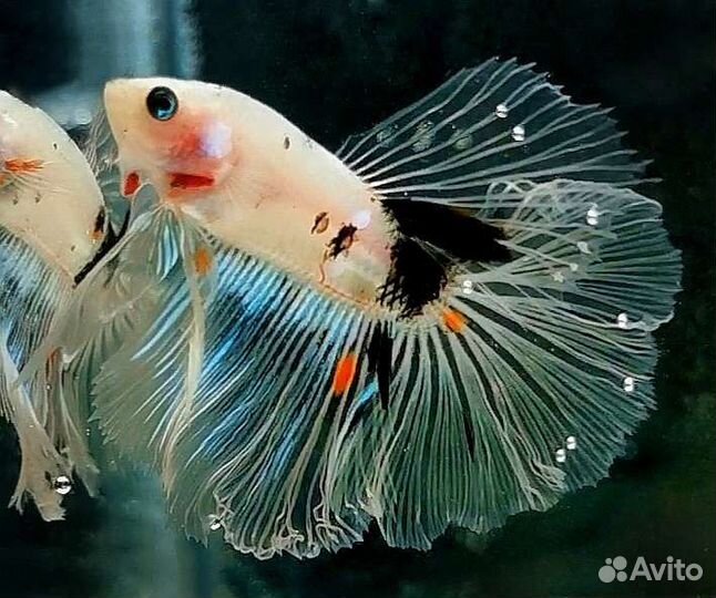 Сиамский петушок рыбка, корма для рыб