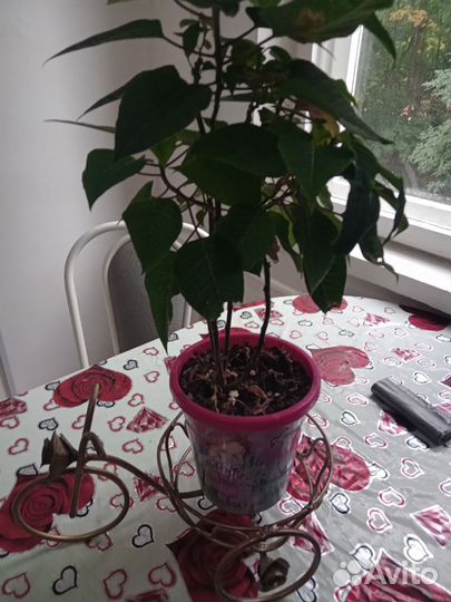 Подставка велосипед ручной работы для цветов