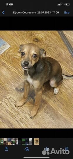 Собачка в добрые руки