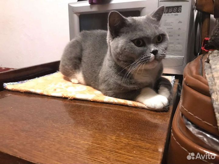 Кошка британка а добрые руки