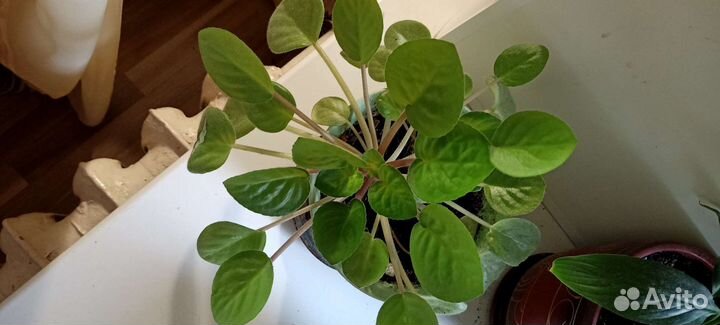 Фиалка Белая