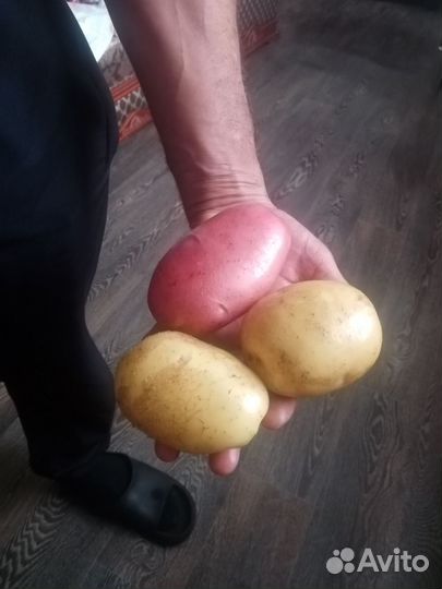 Картофель на зиму