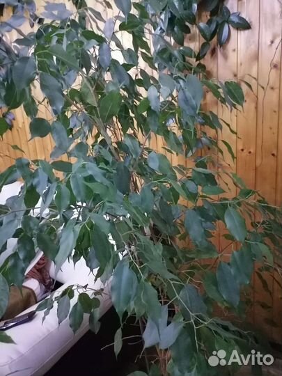 Комнатные цветы разные