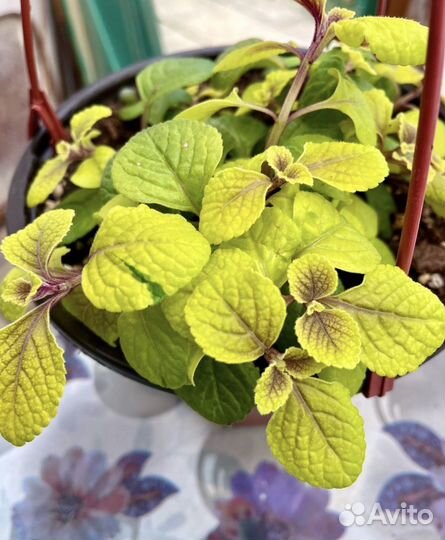 Плектрантус