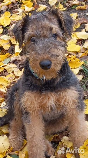 Щенки эрдельтерьер