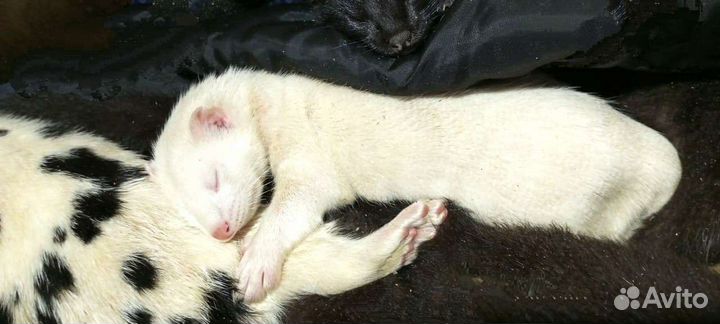 Хорьки, норки, соболя, ласки