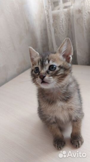 Котята помесь