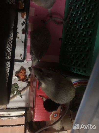 Кормовые насекомые