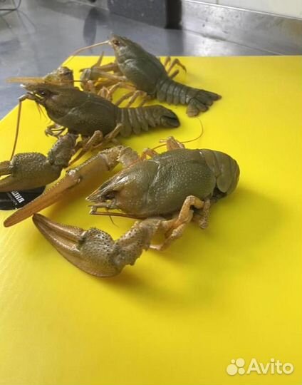 Волжские раки. Доставка