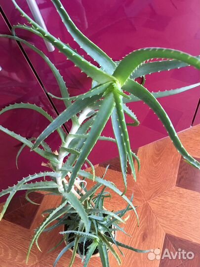 Алоэ столетник