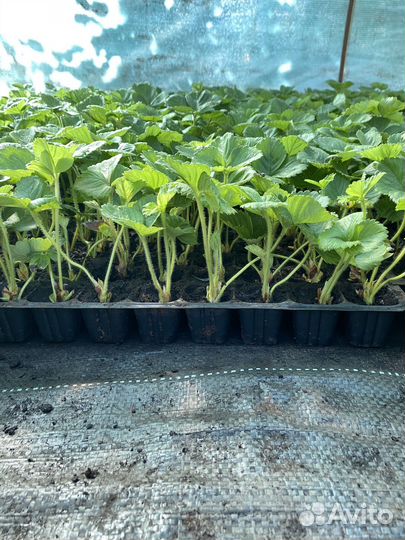 Рассада клубники