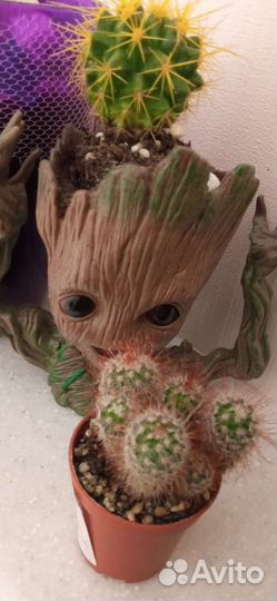 4 кактуса +горшки и кашпо- грут