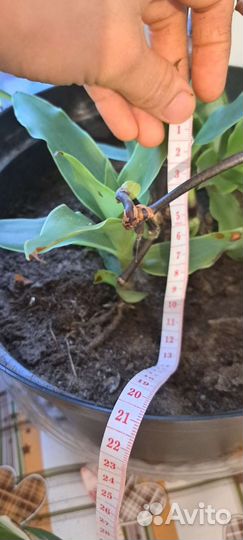 Комнатное лечебно растение Золотой ус