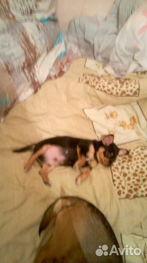 Той-терьер щенки