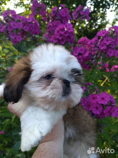 Эксклюзив С голубыми глазами