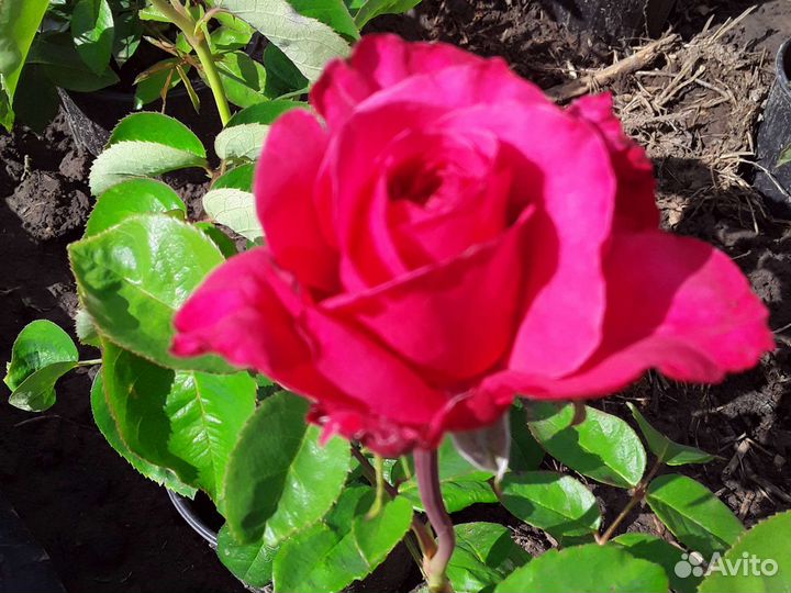 Саженцы роз корнесобственных