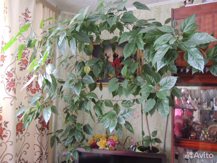 Китайская роза