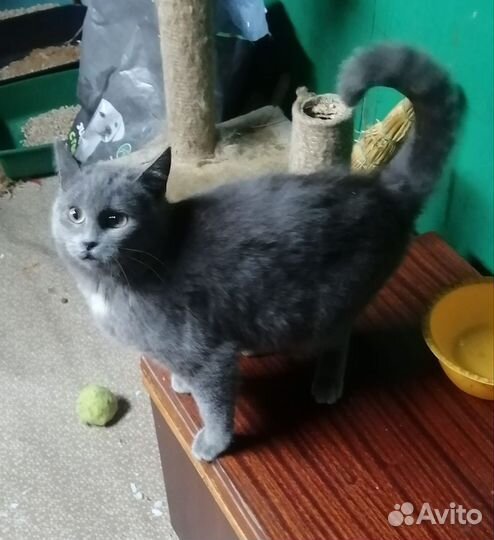 Дымок ищет дом