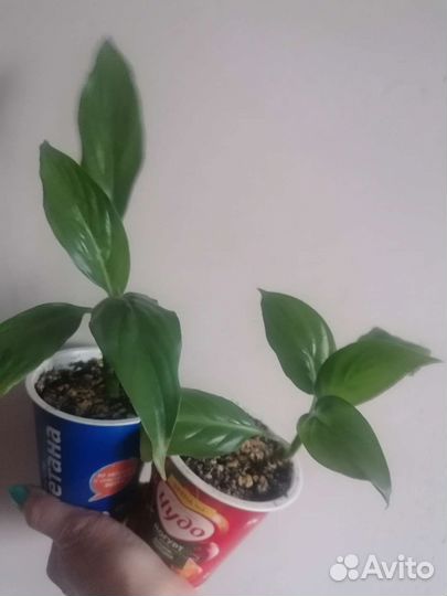 Спатифиллум