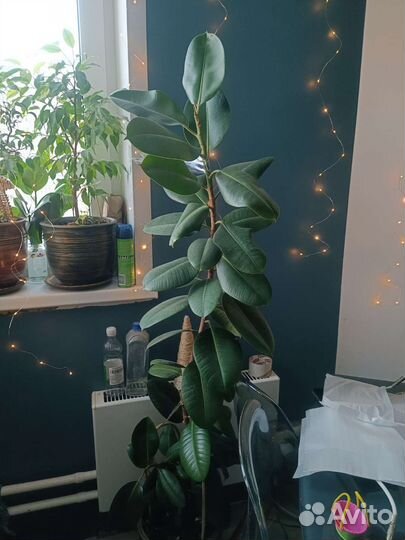 Фикус робуста