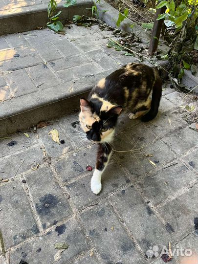 Кошечка в добрые руки