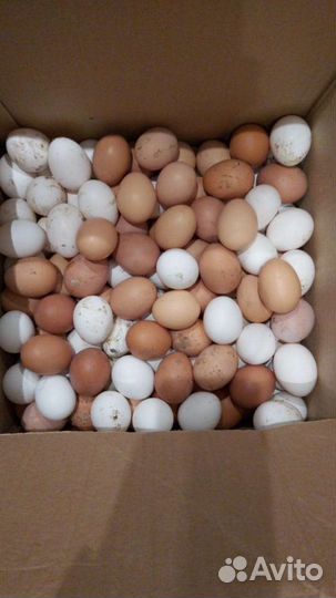 Инкубационное яйцо породистых кур