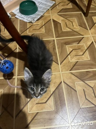 Кошка в дар