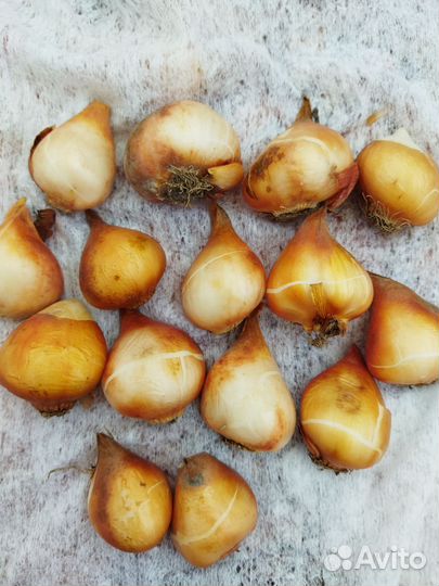 Кустовые розы саженцы