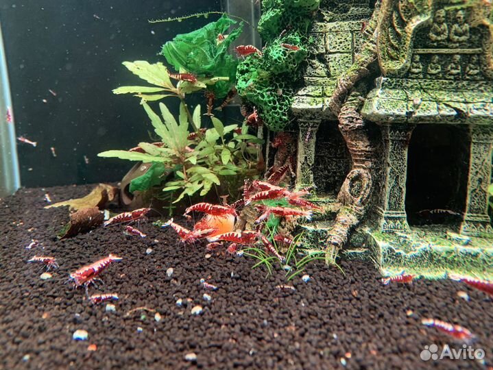 Креветки Galaxy Fishbone red (Caridina)