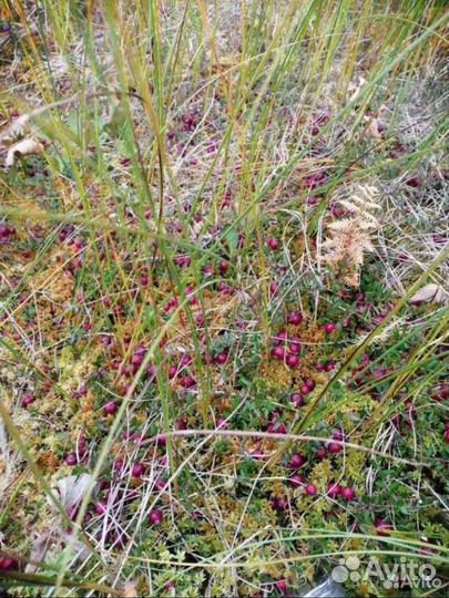 Клюква замороженная