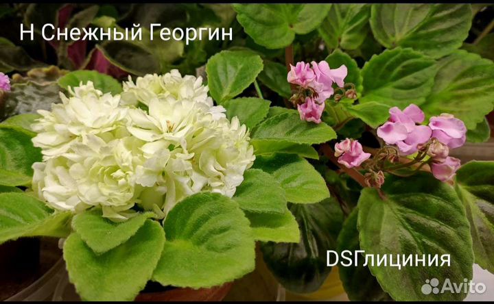 Сортовые фиалки,черенки, детки,стартёры, розетки