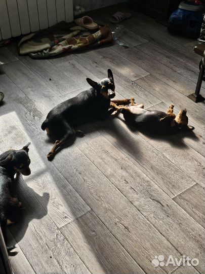 Собаки щенки русский той терьер