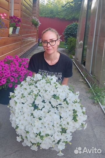 Петуния ампельная