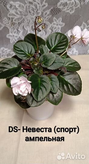 Сортовые фиалки цветущие