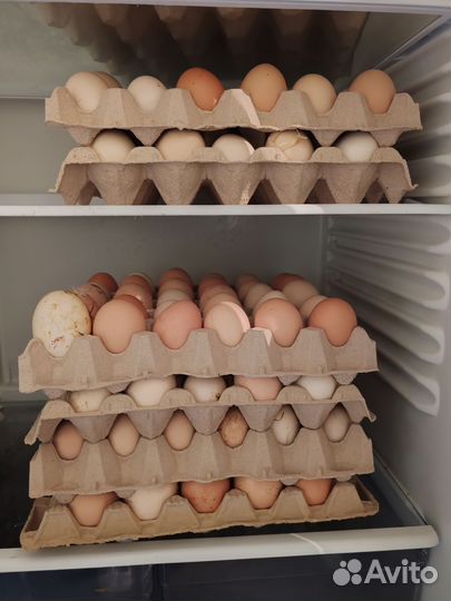 Домашние куриные яйца
