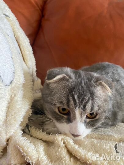 Шотландские