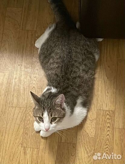 Отдам кота в добрые руки