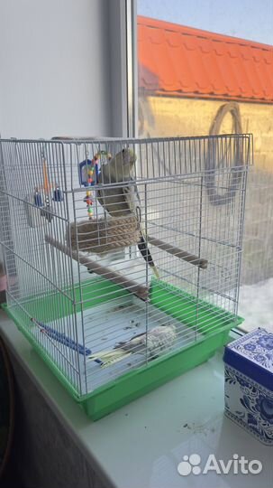 Попугай корелла говорящий