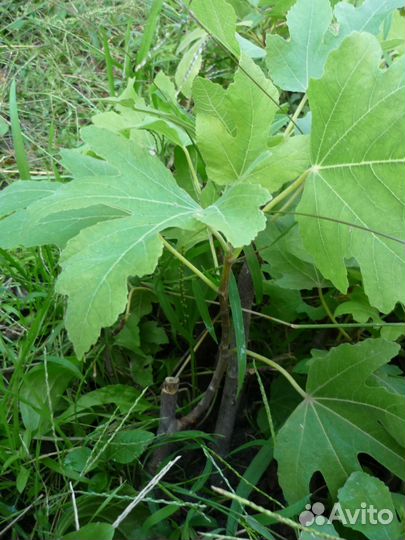 Саженцы инжира