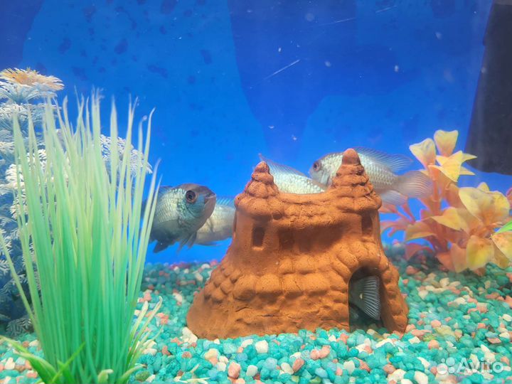 Аквариум 33л нанакары можно отдельно