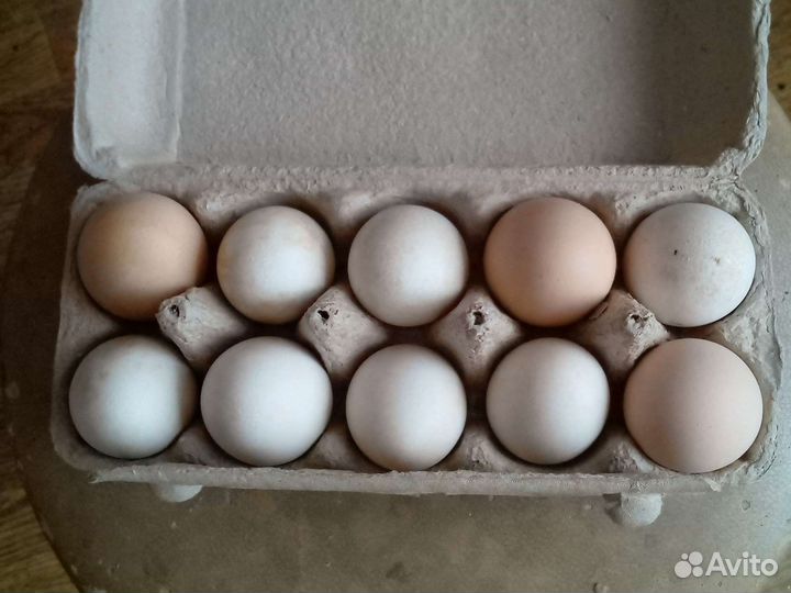 Яицо домашнее