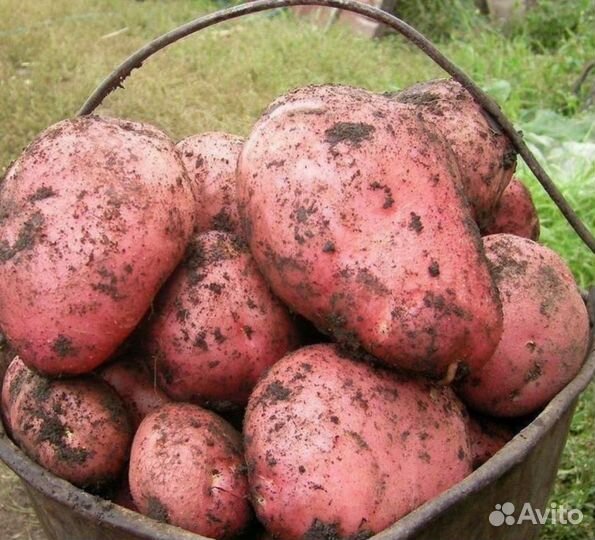 Вкусная домашняя картошка для хранения в зиму