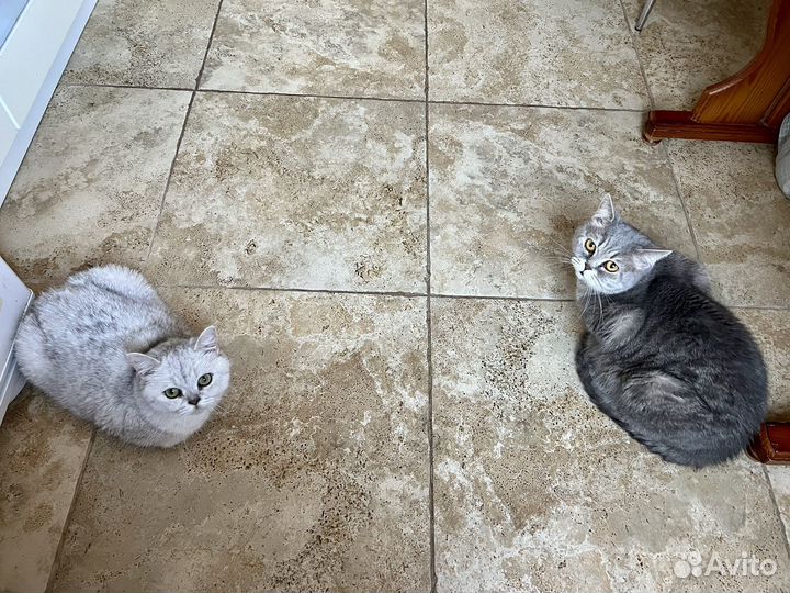 Отдам кошек в добрые руки