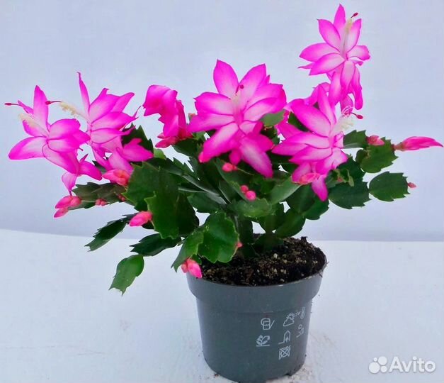 Фикус,Бегония,Декабрист,Хлорофитум,Герань